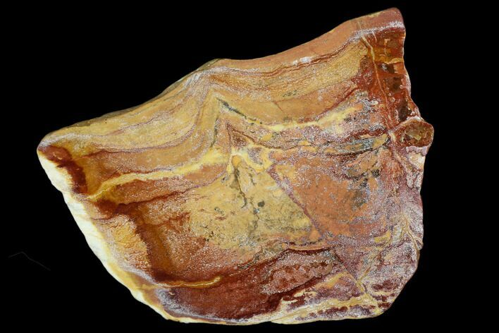 Polished Noondine Chert (Stromatolite) Slab - Billion Years #129184